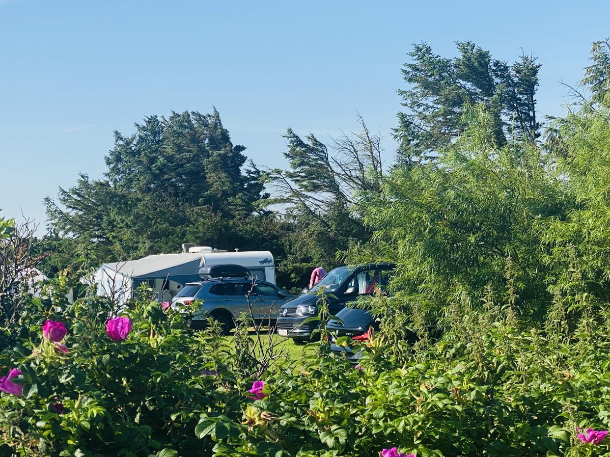 Reisemobilstellplatz - Windsurfen - Dänemark - Løkken maritime naturcamping Vestkystcamping
