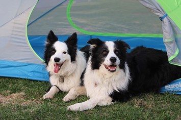 Wohnmobilstellplatz: Hund ist erlaubt - Gåsevig Strand Camping