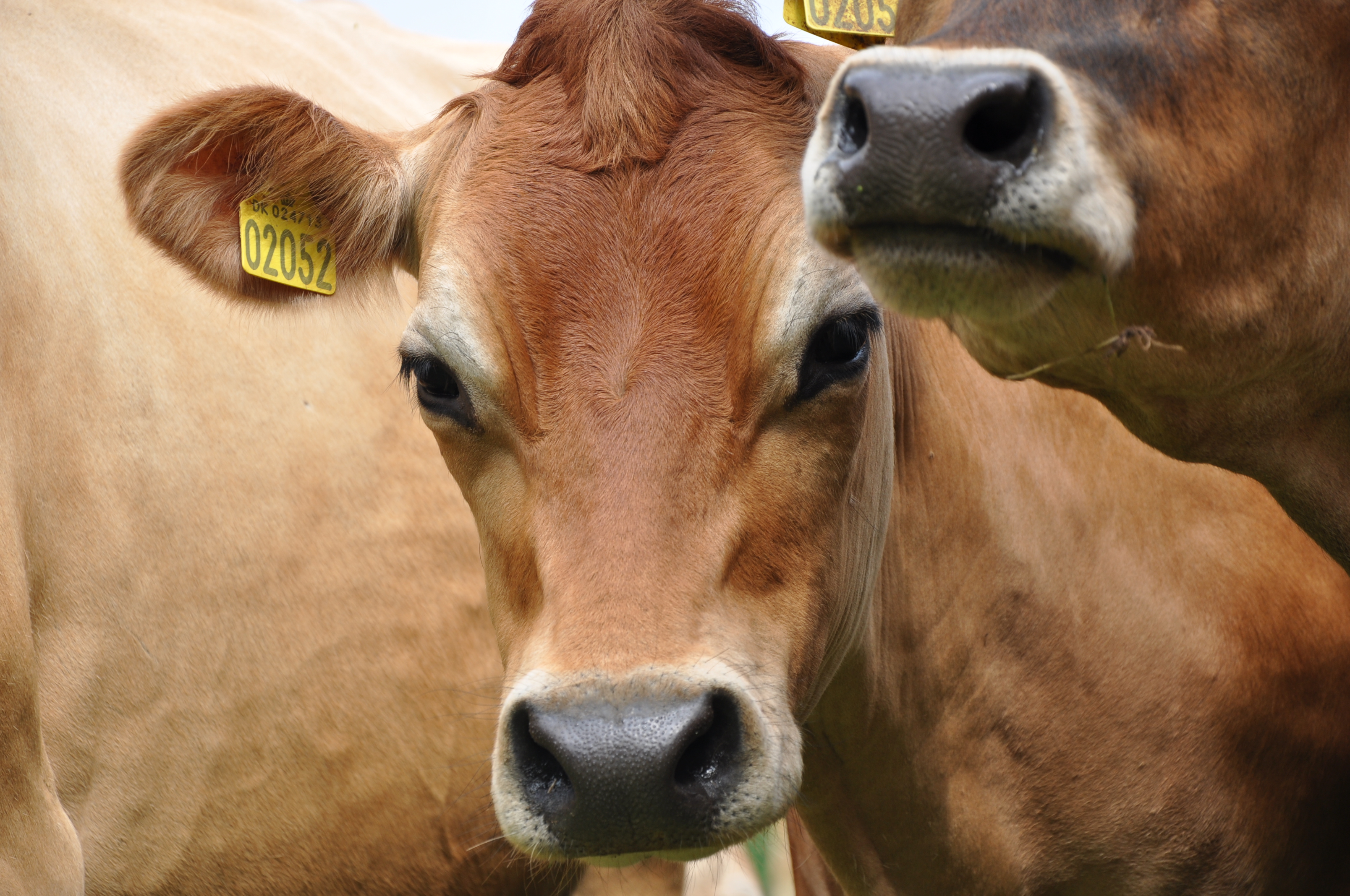 Wohnmobilstellplatz: Camping Gyvelborg øko & gårdbutik