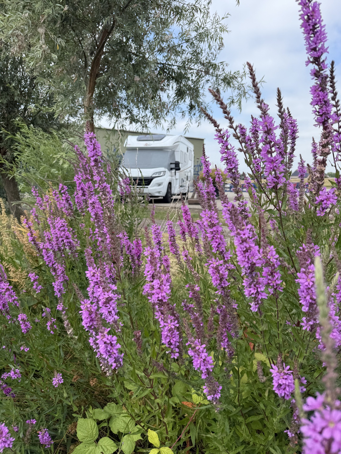 área camper - Barendrecht - Jachthaven Strijensas