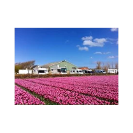 Wohnmobilstellplatz: Camping aan de rand van het tulpenveld. - SVR Camping Mariahoeve