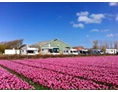 Wohnmobilstellplatz: Camping aan de rand van het tulpenveld. - SVR Camping Mariahoeve