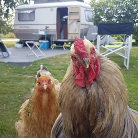 Wohnmobilstellplatz: Camping de Boerenzwaluw, Zijdewind, Noord-Holland, Nederland - Camping de Boerenzwaluw