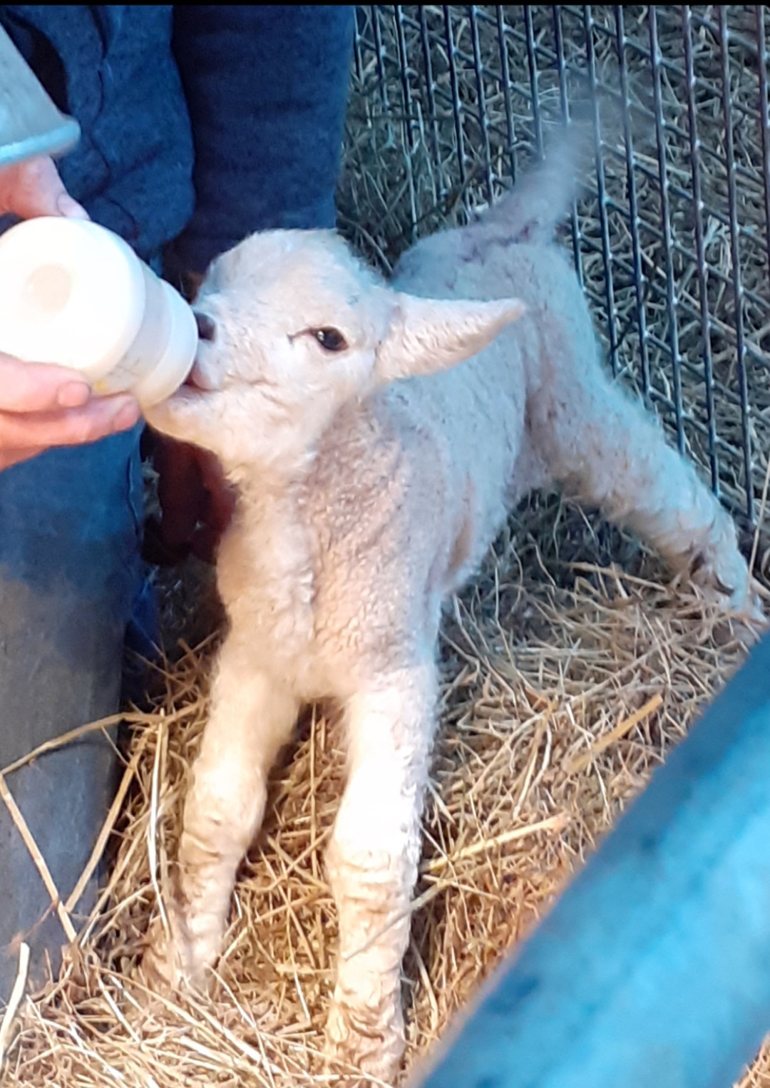 kampeerplaats voor campers - Hasselt - Lämmer streicheln und knuddeln - SVR-Camping Pieters Farm