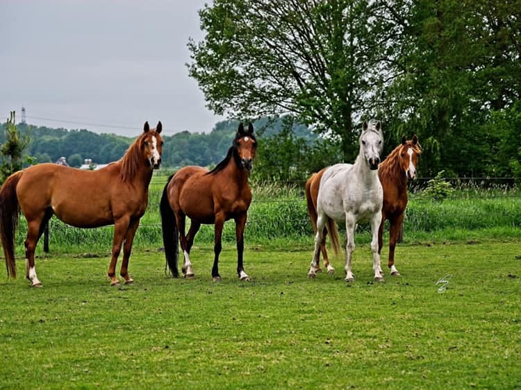 Reisemobilstellplatz - De Kiel - Camperplaats  Bembom Hoeve