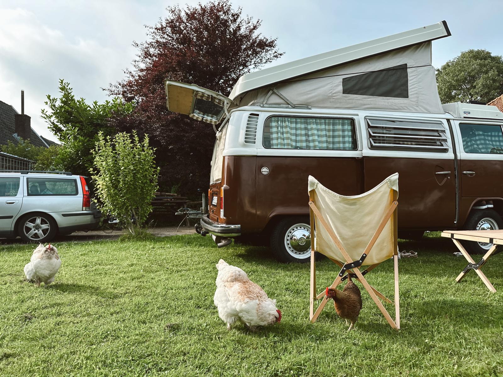 área camper - LK Enkhuizen - camperbus on grasfield with chicken - THE BEE