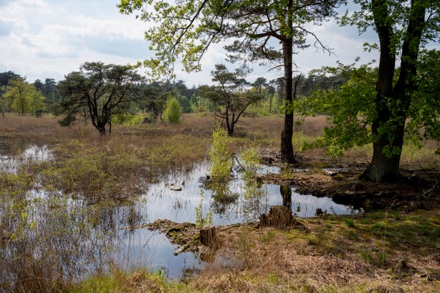Reisemobilstellplatz - Limburg (België) - Camping 't Swinkeltje