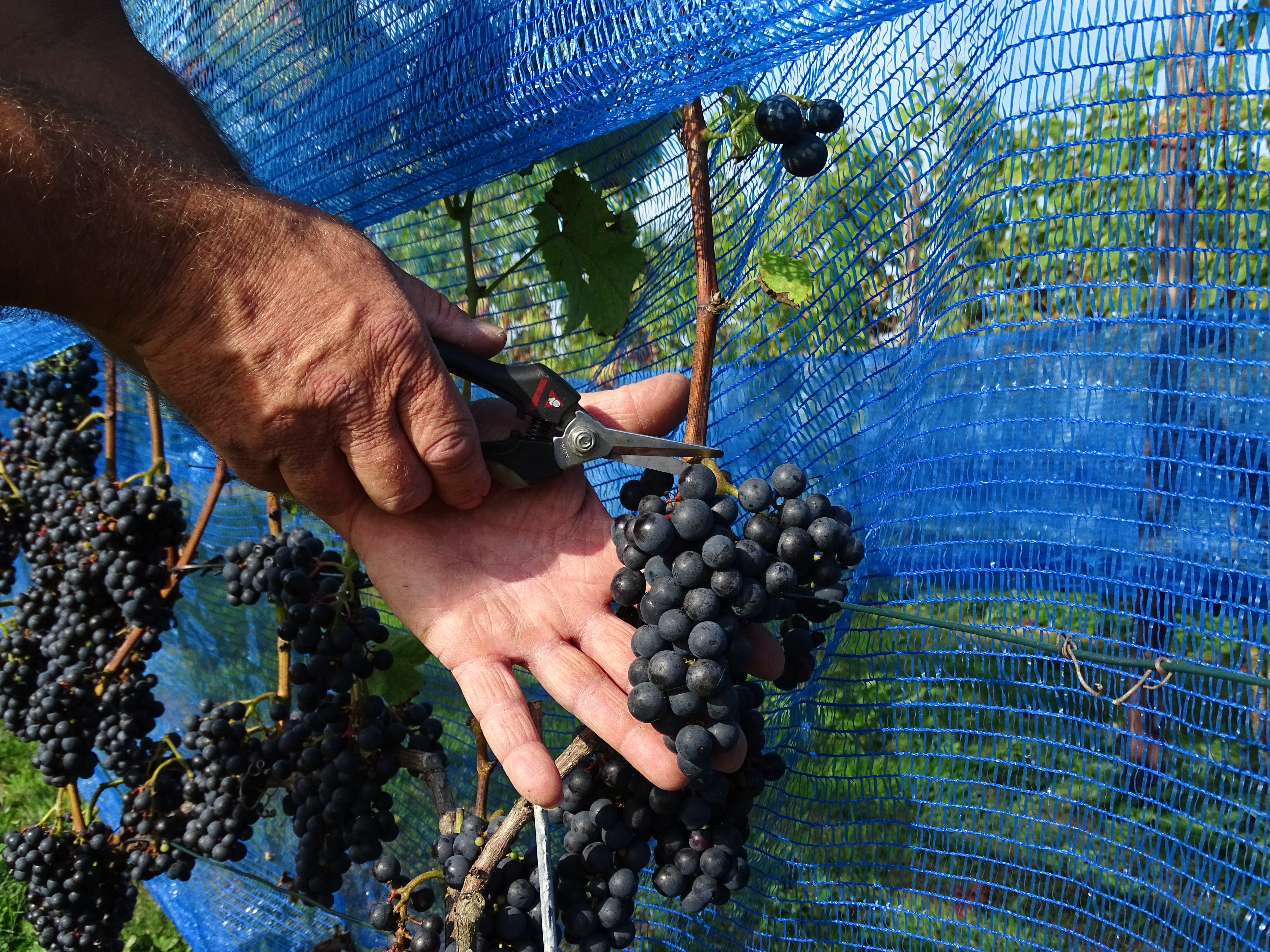 Wohnmobilstellplatz: Wijnboerderij Winery & Herbs, camping