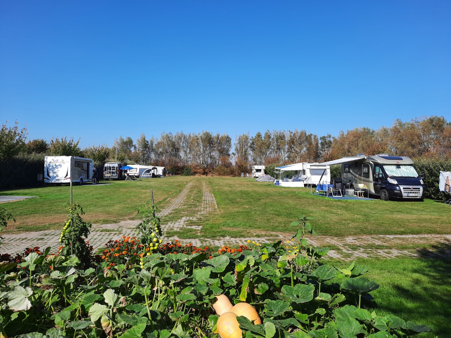 Wohnmobilstellplatz: Ruime plaatsen op het veld en in het seizoen kunt u de groente uit de moestuin meenemen  - Minicamping am Leuchtturm