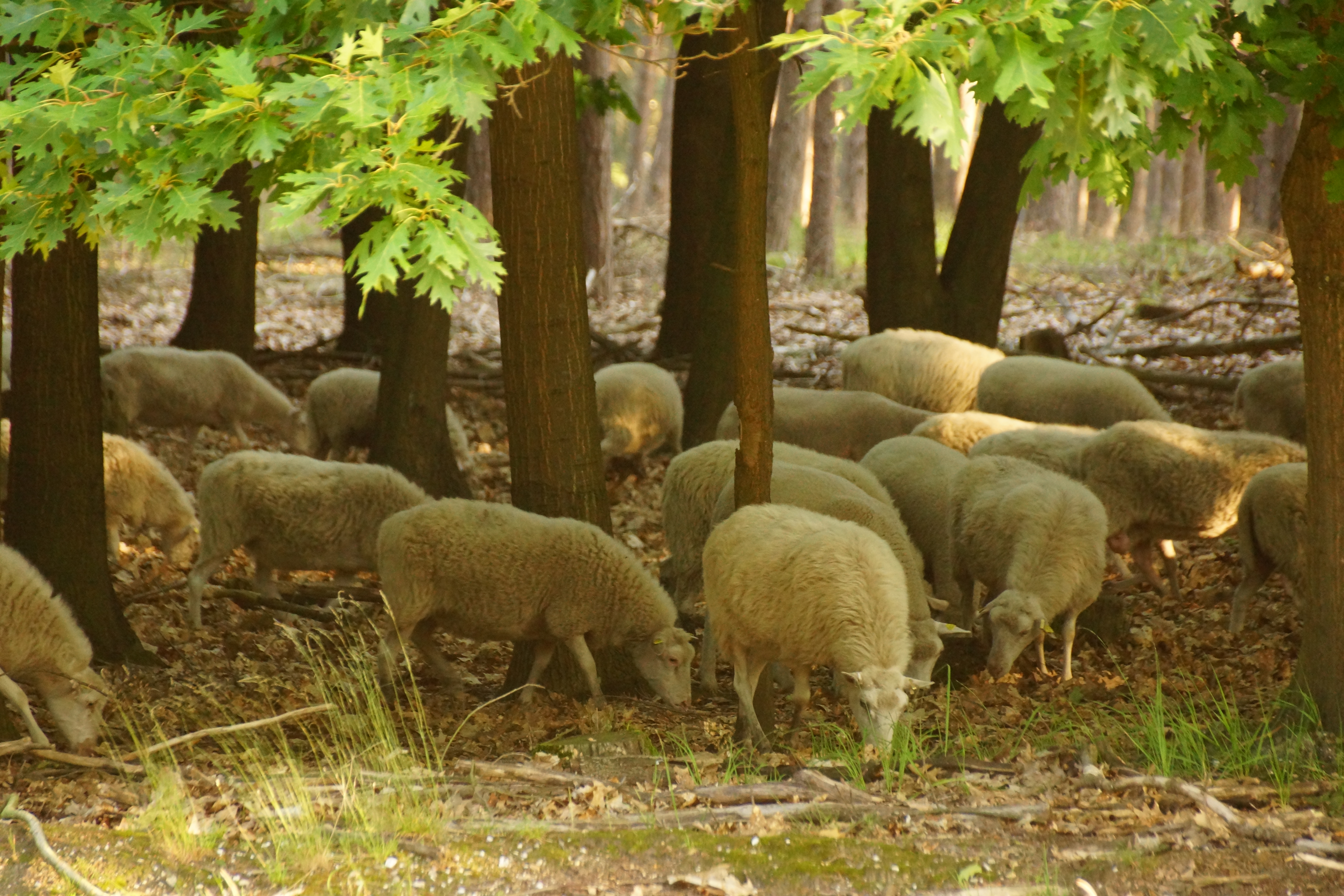Reisemobilstellplatz - Spielplatz - Heinsberg - Camping Natuurplezier