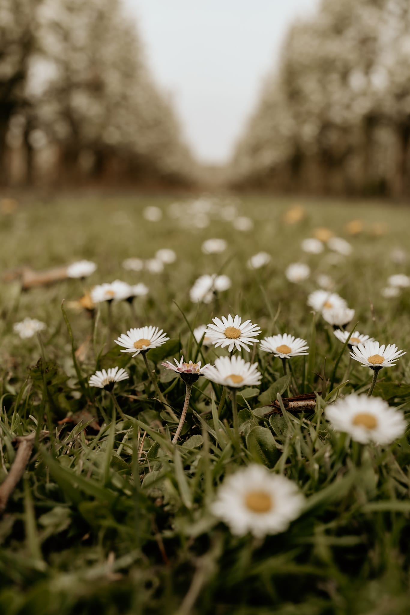 Reisemobilstellplatz: Stellplatz De Plantage