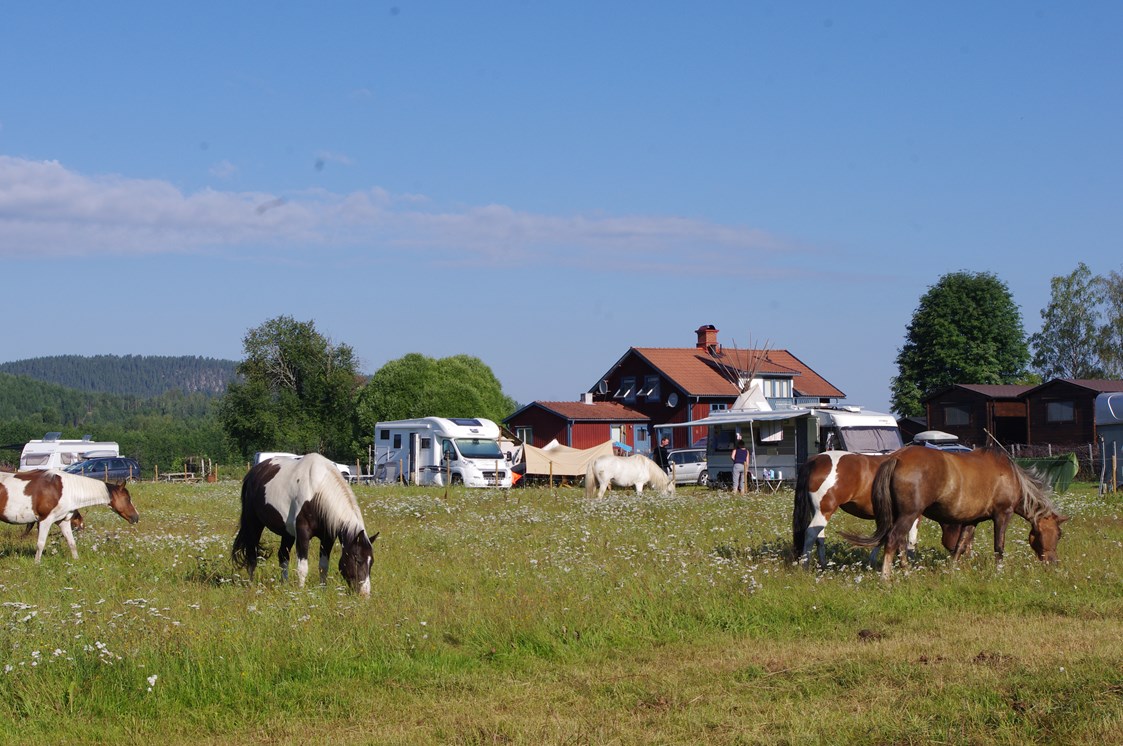 Wohnmobilstellplatz: Camping beside the horse fields - Sun Dance Ranch