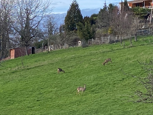Wohnmobilstellplatz: Rehe neben an - Matti Panorama, Aeschlen ob Gunten