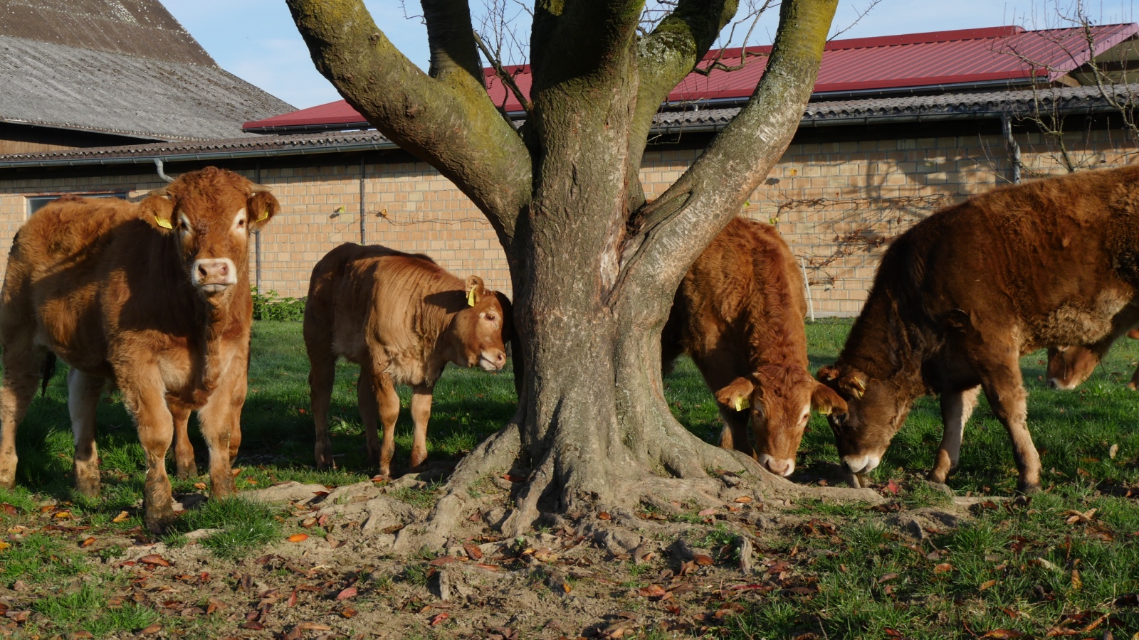 Reisemobilstellplatz: Adlerzart