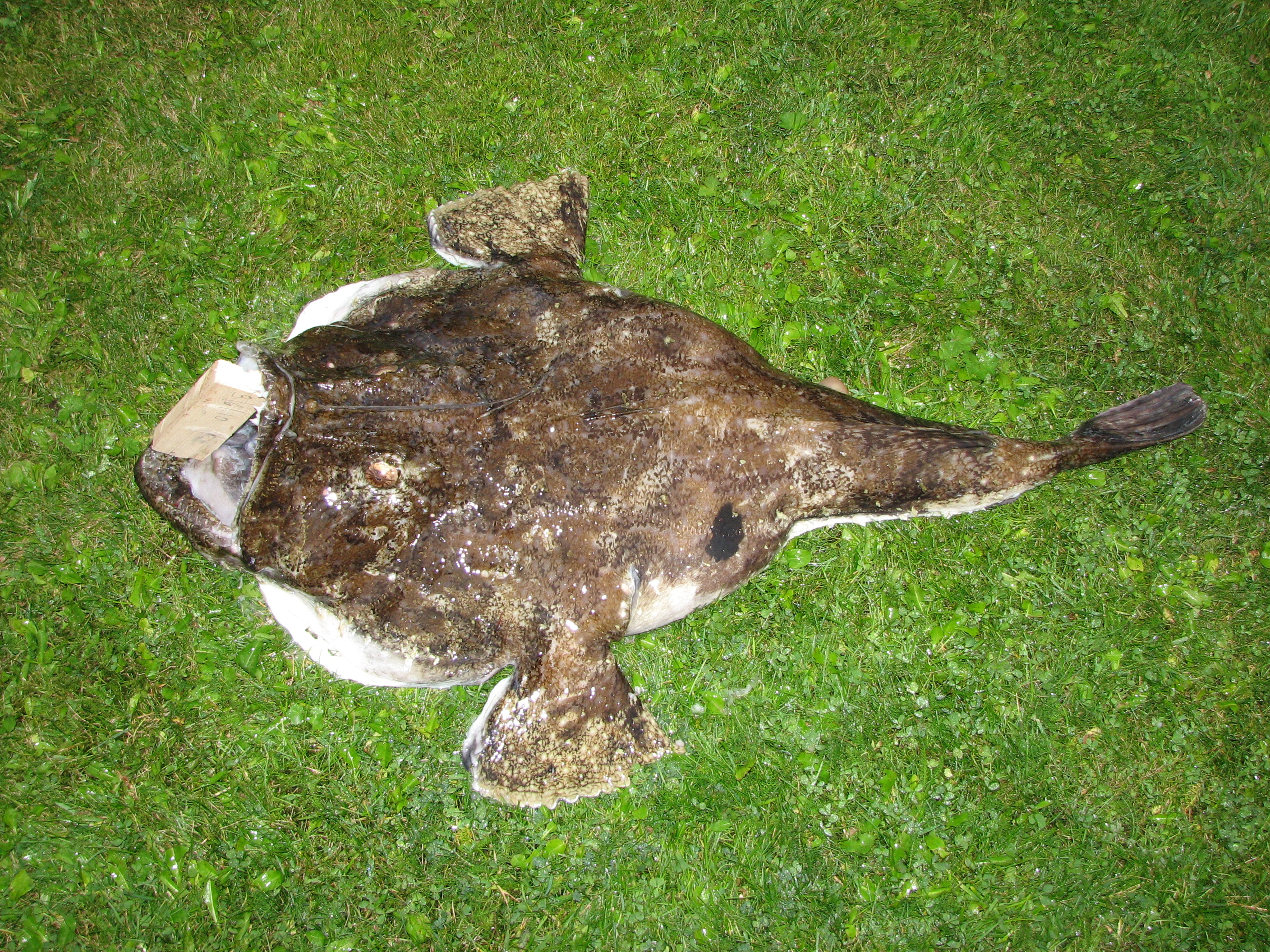 Wohnmobilstellplatz: Seeteufel - Skjærgårdscamping