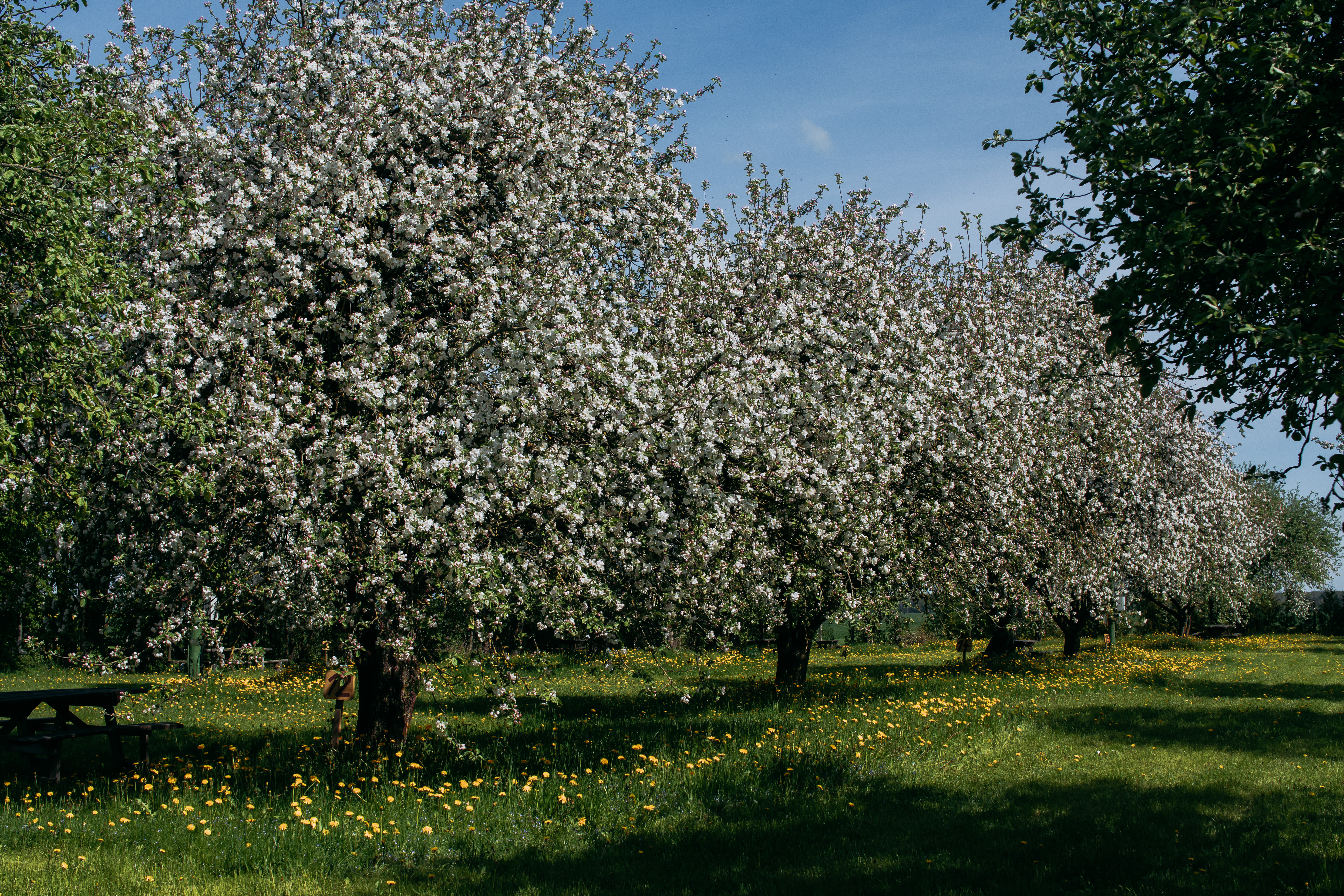 Wohnmobilstellplatz: Apple garden when apple trees are blooming - Sunny Nights Camping & Homestead