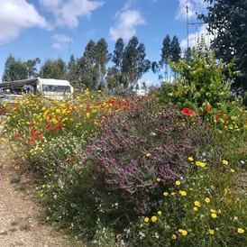 Wohnmobilstellplatz: Camperstop Messines