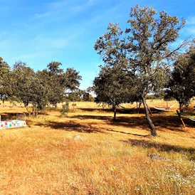 Wohnmobilstellplatz: Camping Puro Alentejo