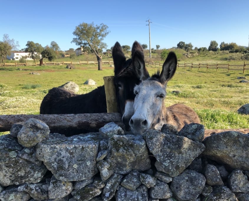 Reisemobilstellplatz - Região do Alentejo - Ezels - Camping Quinta do Pomarinho