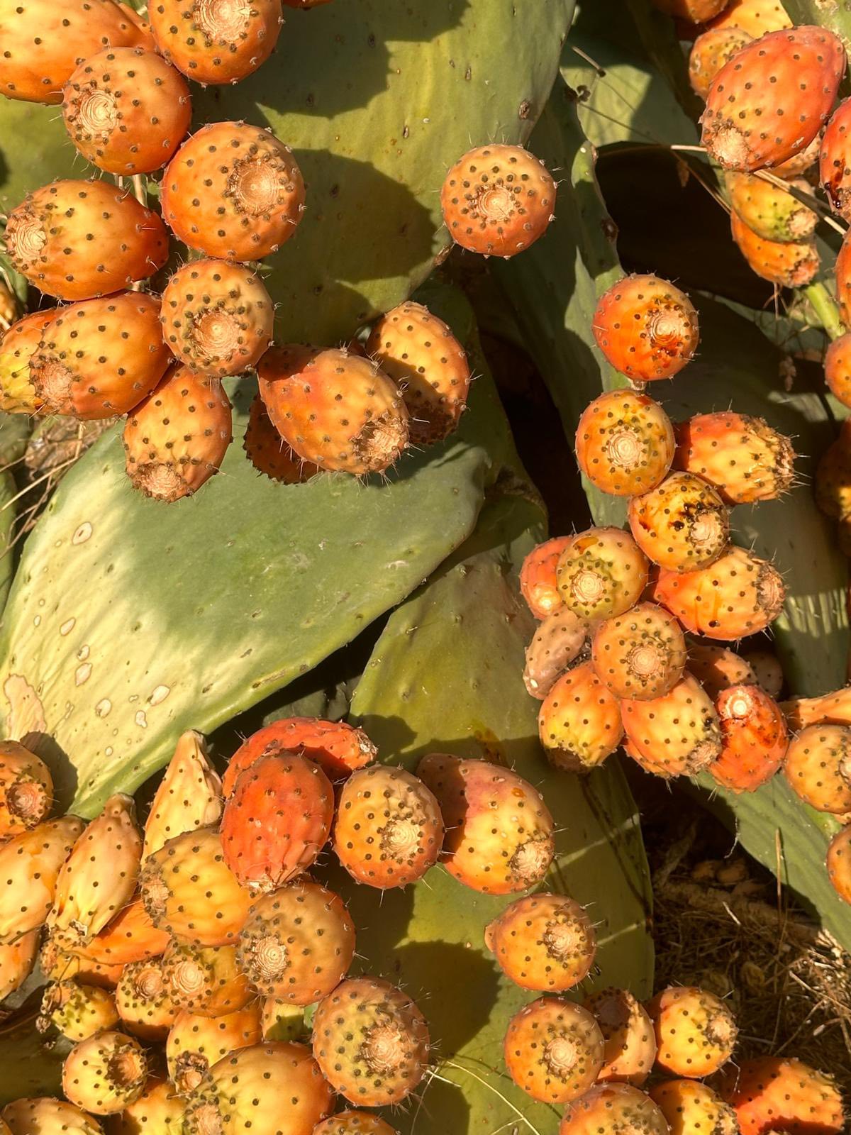Reisemobilstellplatz - Região do Alentejo - Bloeiende cactus - Camping Quinta do Pomarinho
