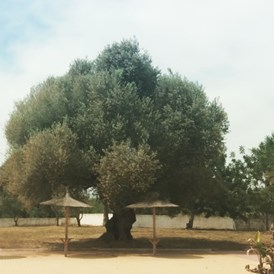 Wohnmobilstellplatz: Uralter Olivenbaum - Los Olivos de Xivert CampingNatura Park