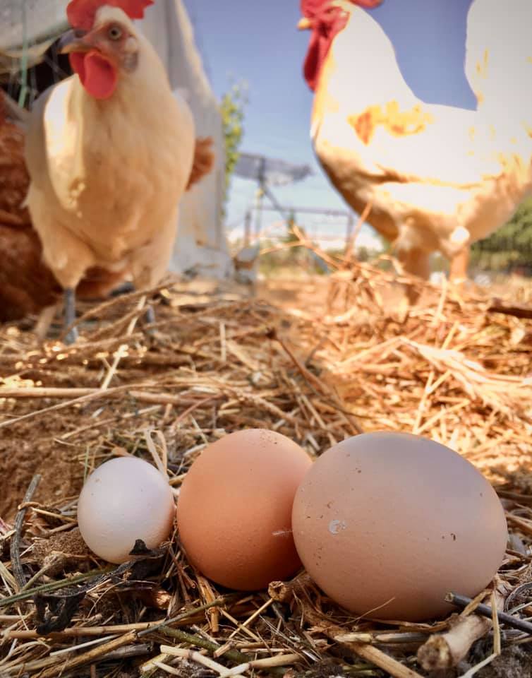 Reisemobilstellplatz: Global Tribe Eco-Campsite