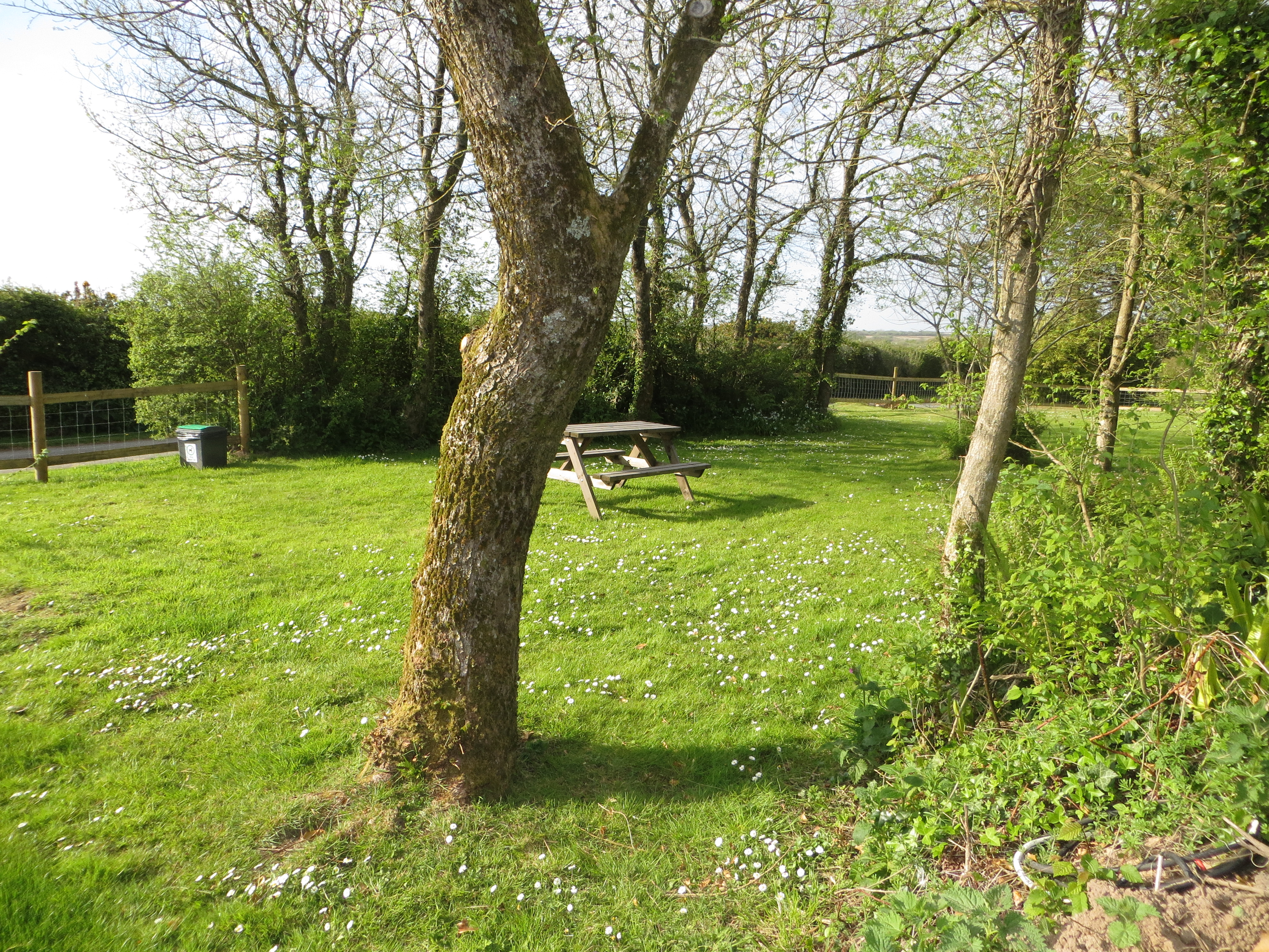 Wohnmobilstellplatz: Dog walking area - Little Trevothan Camping und Caravan Park - zone