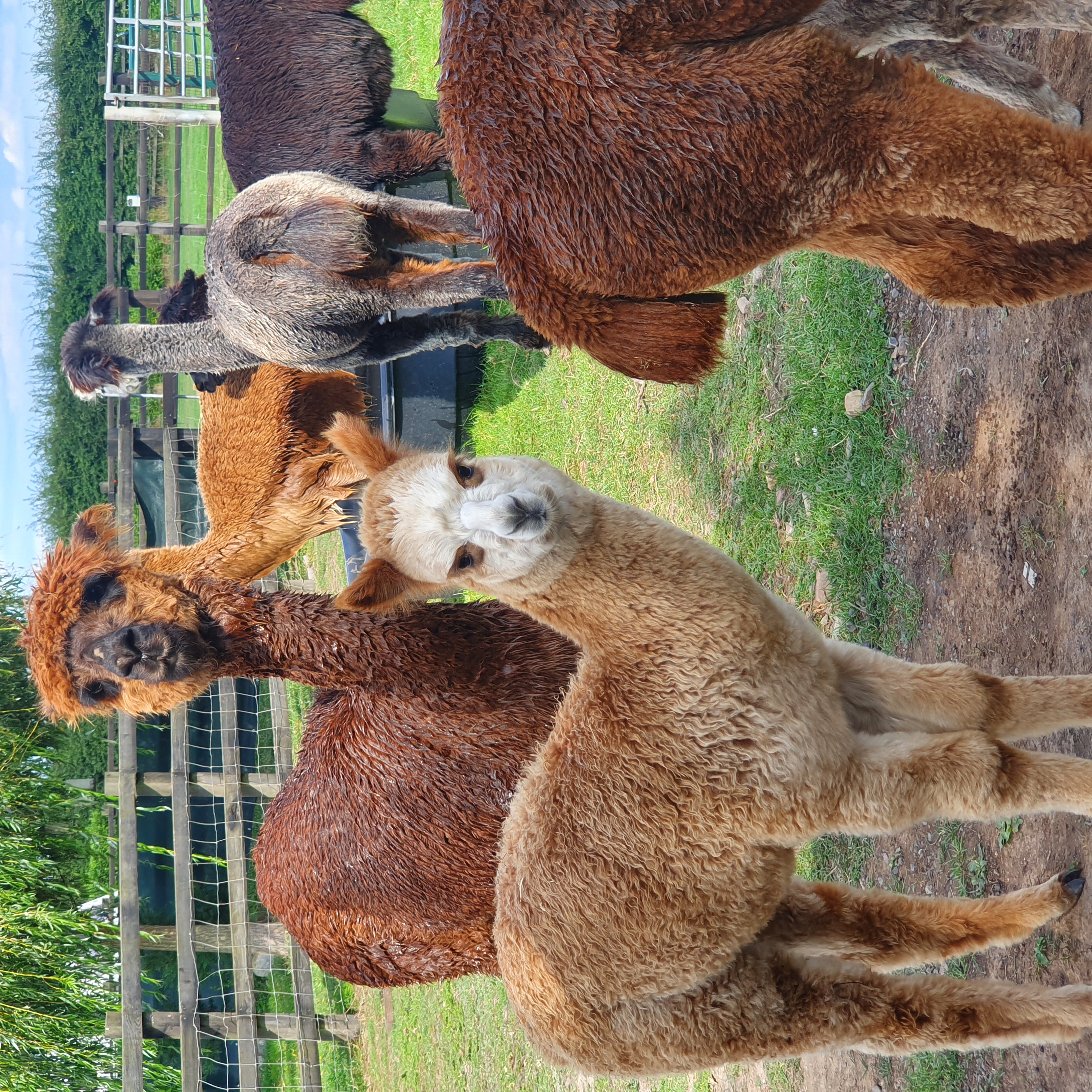 Reisemobilstellplatz - East of England - Marshland Alpacas Camping & Caravaning