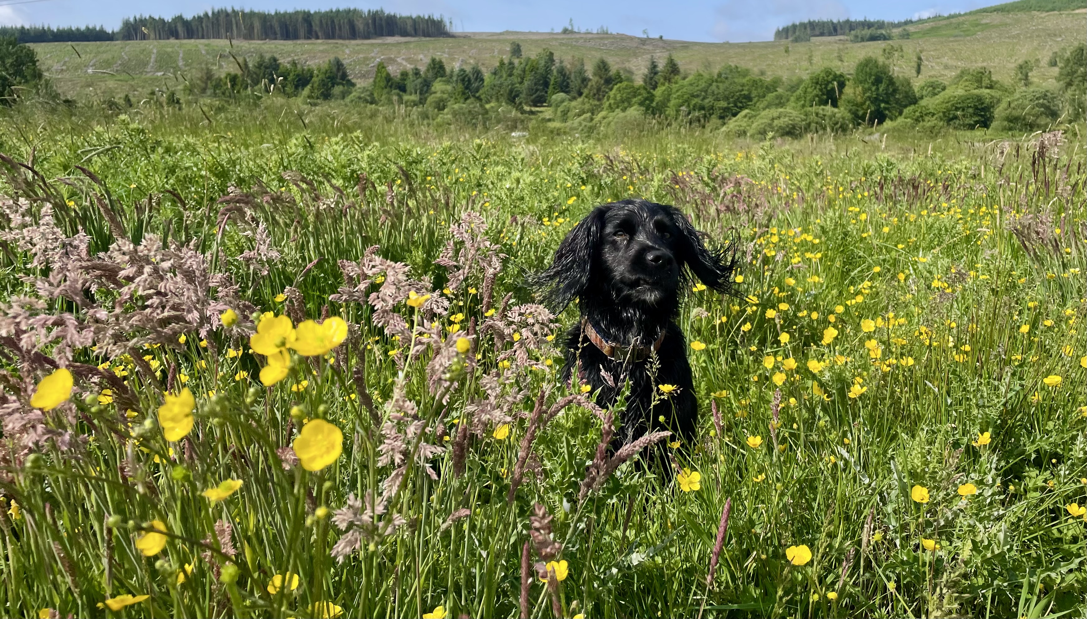 Place de parking pour camping-car - Nord de l'Angleterre - Ed’s favourite holiday place - Border Forest Ferienpark