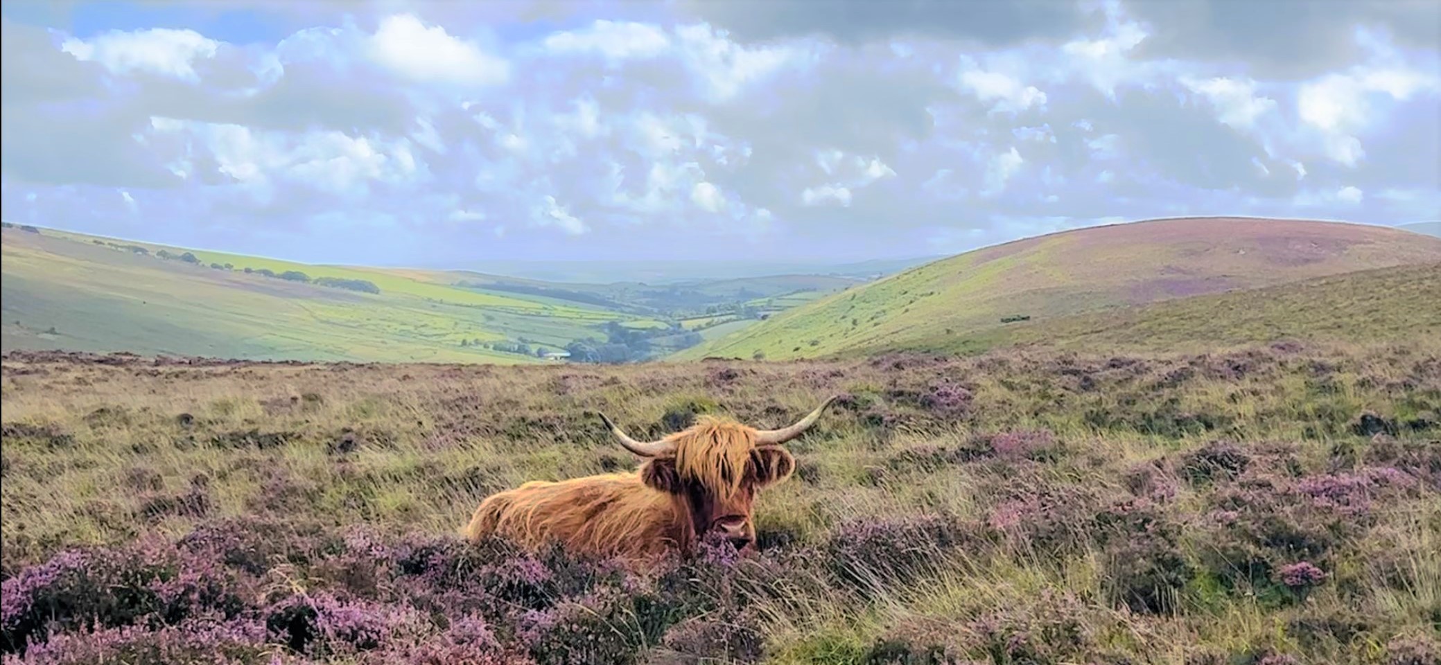 Reisemobilstellplatz: Woodland Springs Touring Park