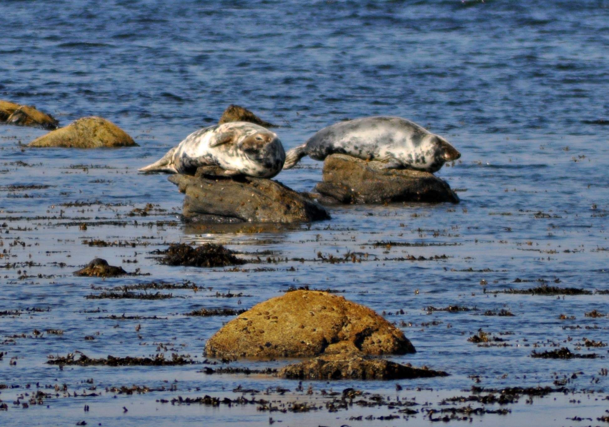 Wohnmobilstellplatz: Seals that can be seen from our headland during the summer - Glenbuchty Rastplatz für Wohnmobile