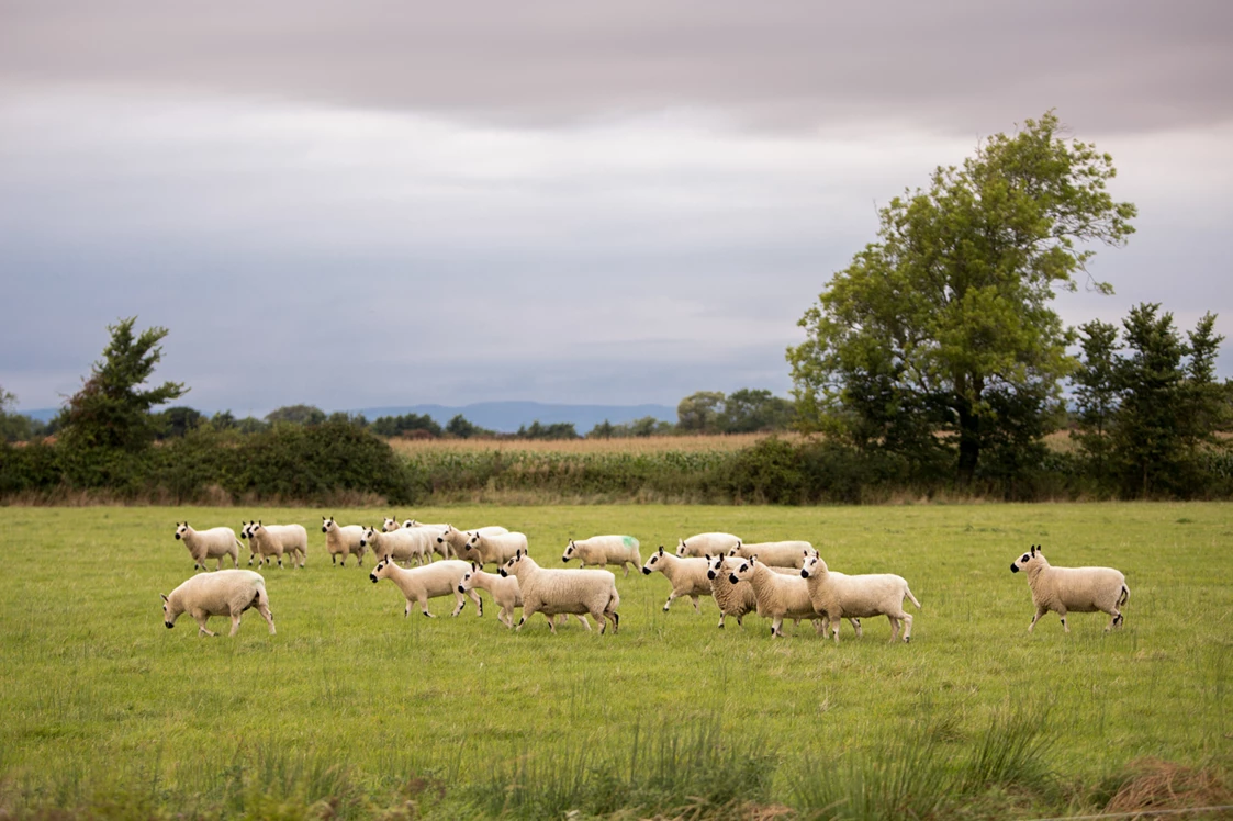 Wohnmobilstellplatz: Camping Bullocks Farm