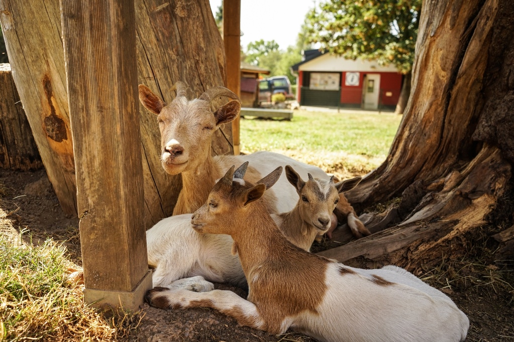 Wohnmobilstellplatz: Camping Hohenbusch - Infrastructure, Temps libre
