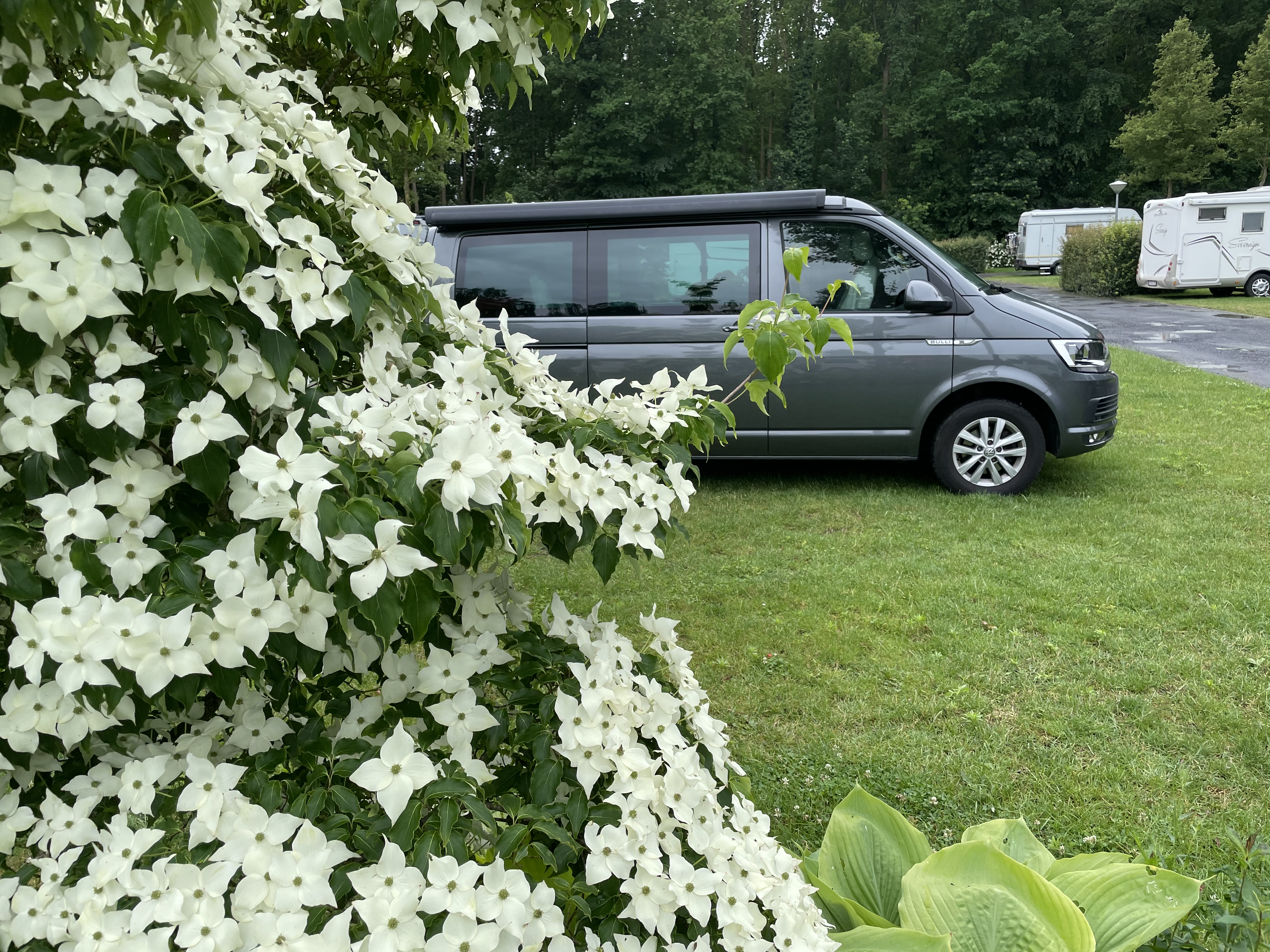 Wohnmobilstellplatz: Blütezeit Cornus Milky Way bei Camping Memling - Camping Memling