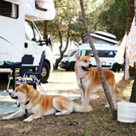 Wohnmobilstellplatz: Dogs - MCM Camping