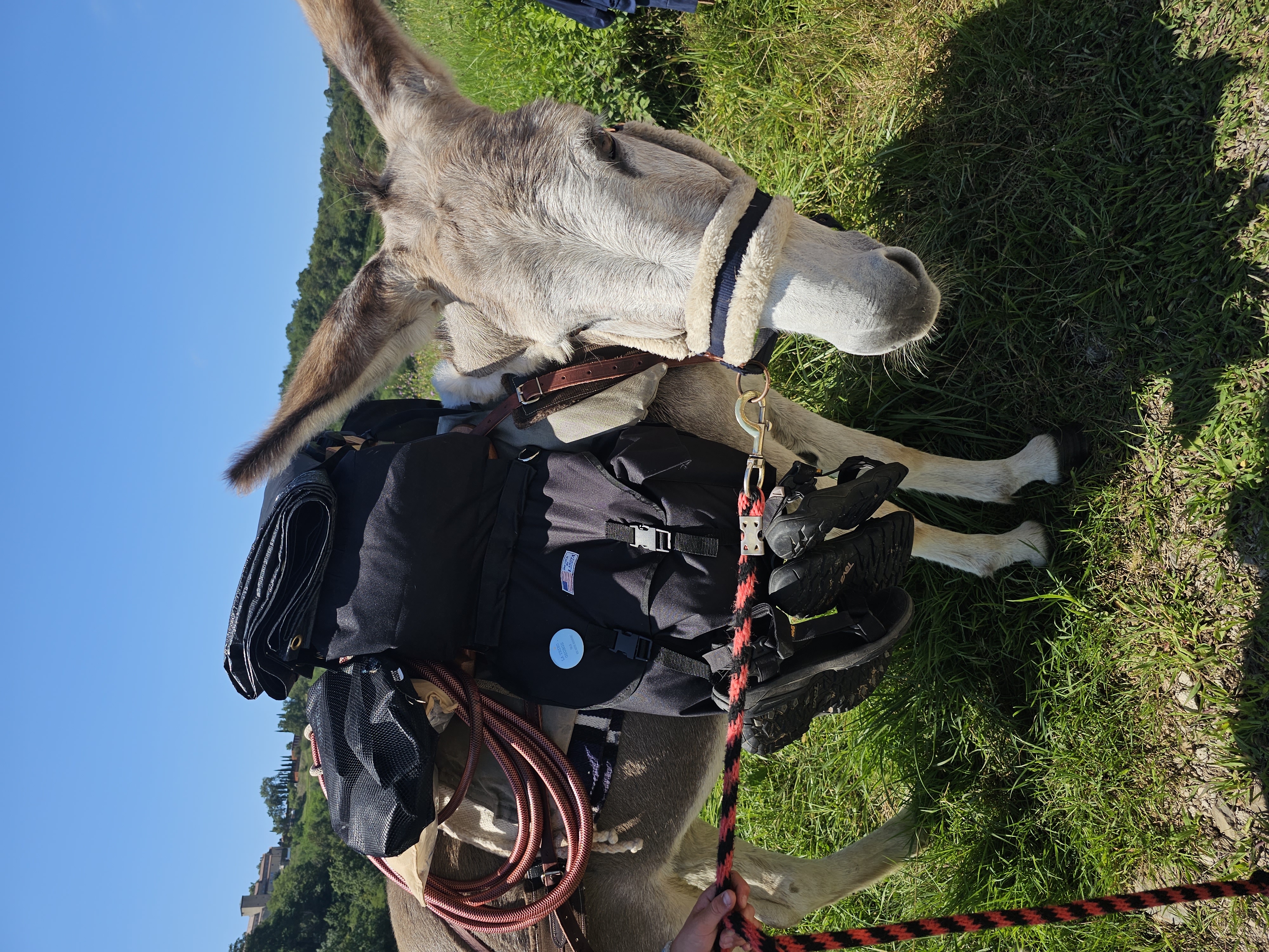 Wohnmobilstellplatz: A special guest in Kamp Brda, who walked the long way from France😊 - Kamp Brda, Camping & Rooms