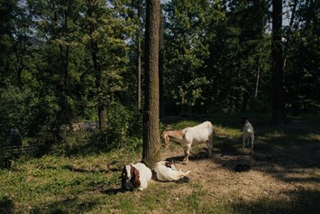 Wohnmobilstellplatz: Part of our mini animal park - Forest Camping Mozirje