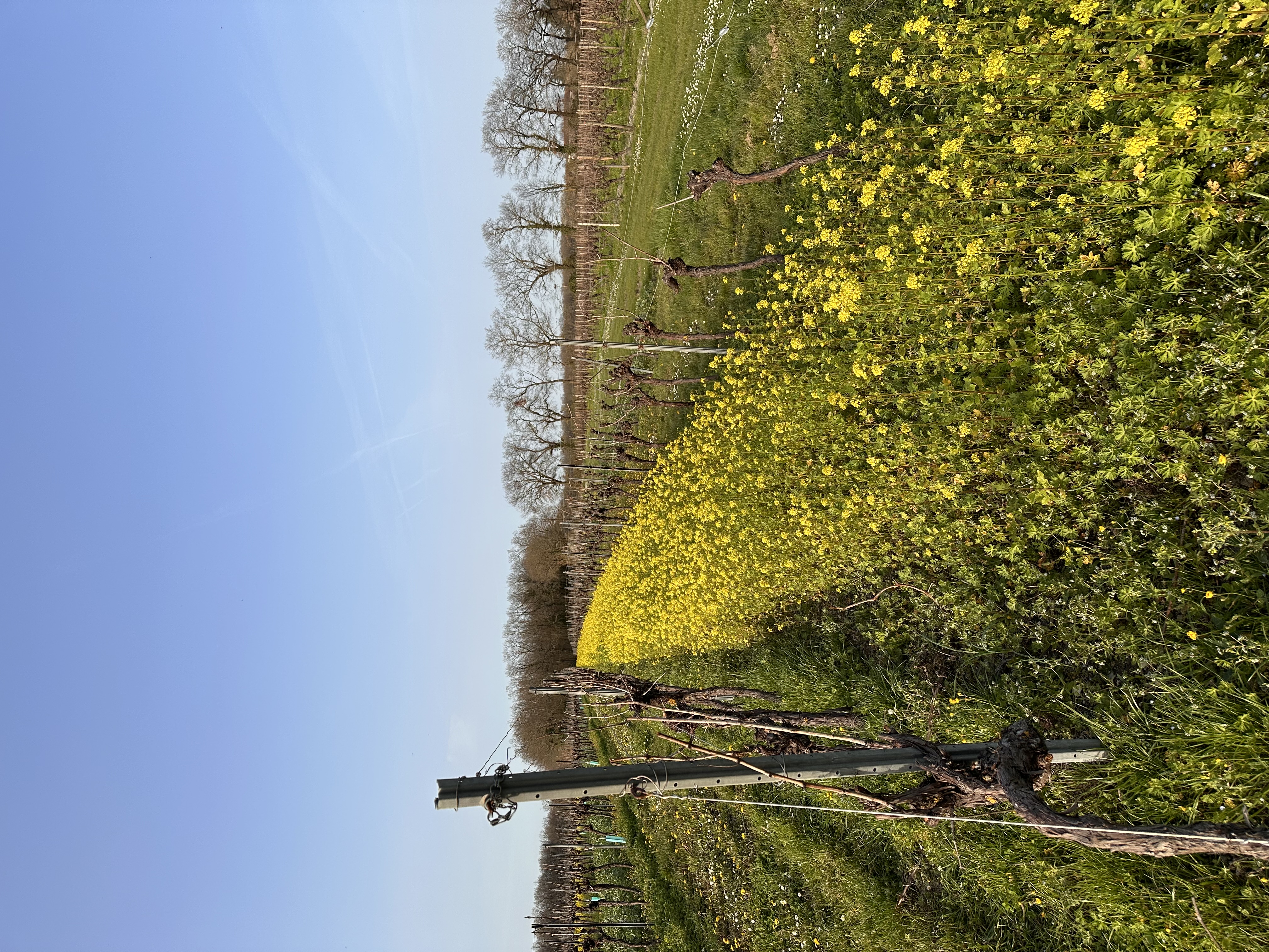 Reisemobilstellplatz - Art des Stellplatz: am Bauernhof - Frankreich - Michel Forgeron Cognac