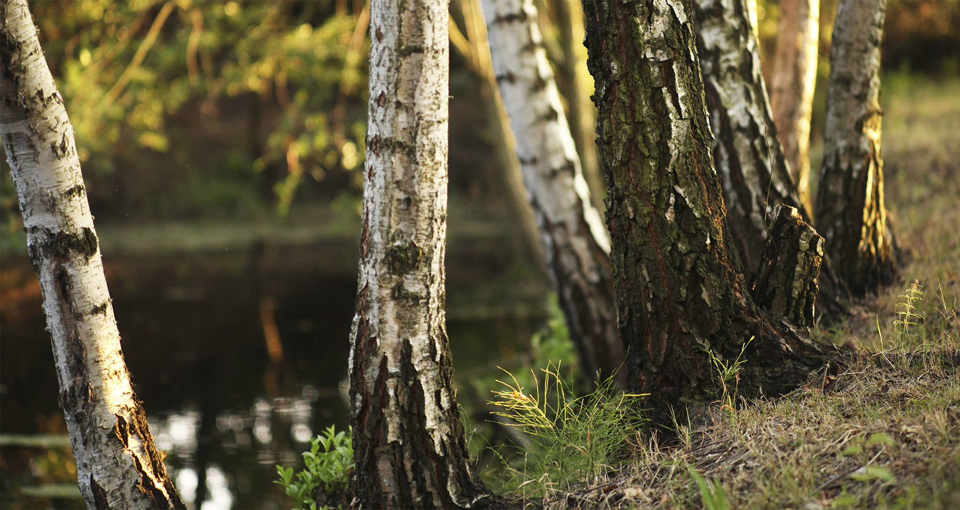 Wohnmobilstellplatz: Camp9 nature campground Poland