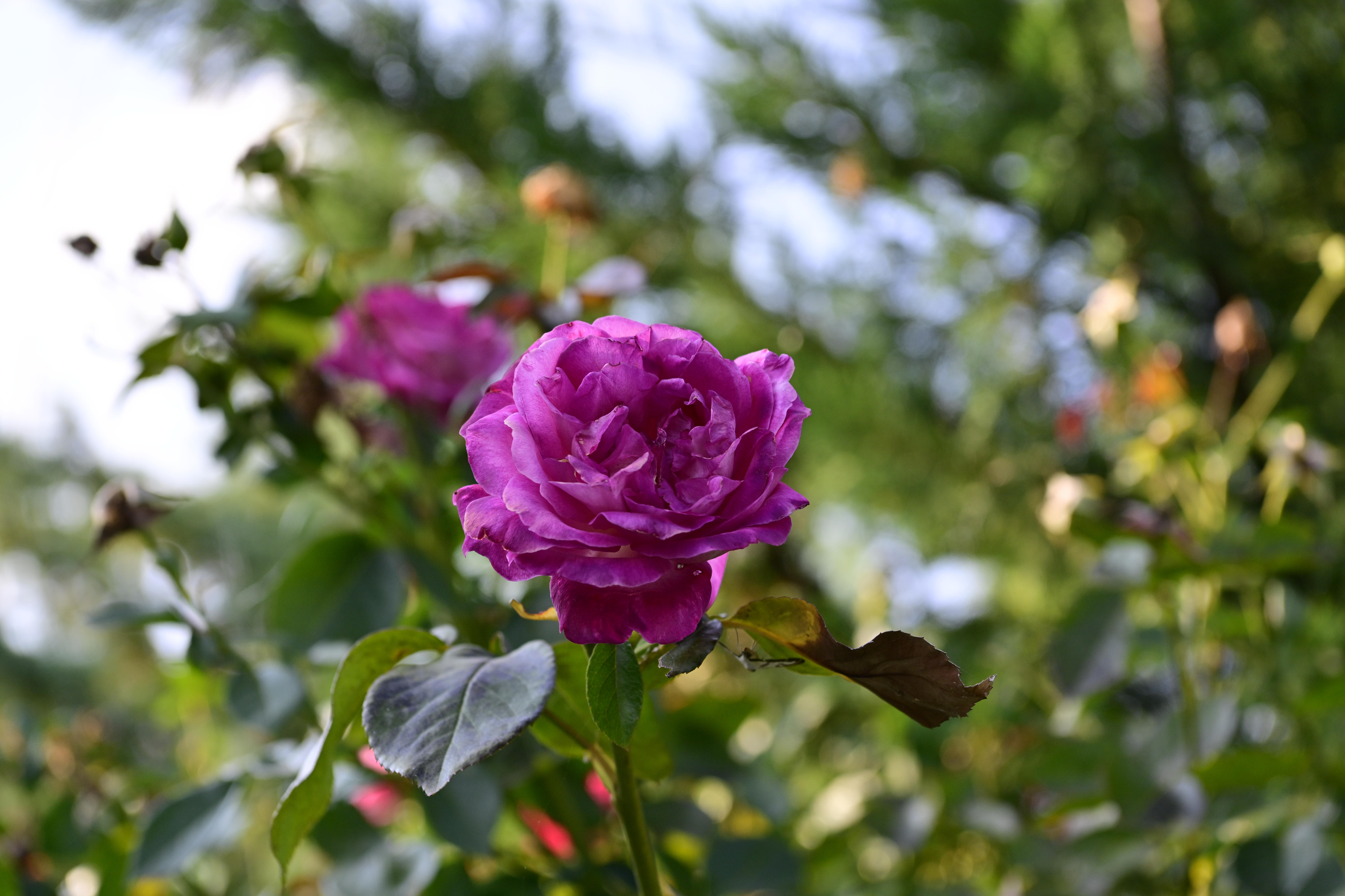 Reisemobilstellplatz: Camping Peshku