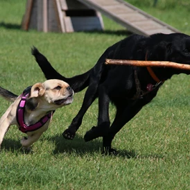 Wohnmobilstellplatz: Spiel-/Sportplatz für Hunde - Wohnmobilpark Ostseeblick