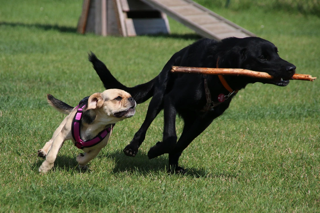 Wohnmobilstellplatz: Spiel-/Sportplatz für Hunde - Wohnmobilpark Ostseeblick