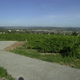 Wohnmobilstellplatz: Zufahrt zum Stellplatz - Stellplatz am Weingut Desoi