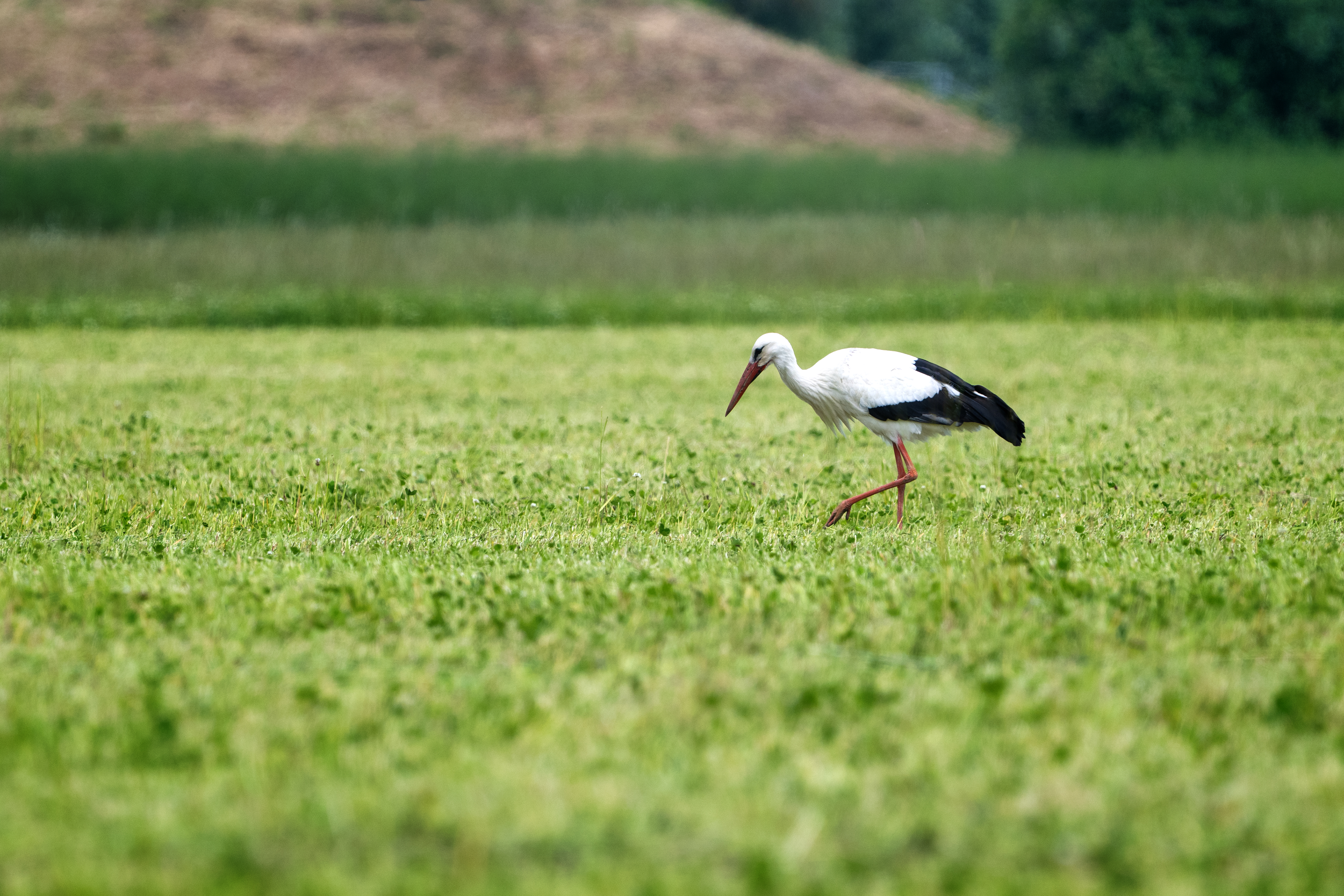 Wohnmobilstellplatz: Freizeitpark Klaukenhof - Natur pur, Störche besuchen die Gegend an der Lippe - Freizeitpark Klaukenhof - Vecindad