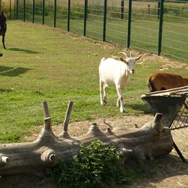 Wohnmobilstellplatz: Tiergehege / Streichelzoo, zum streicheln der Tiere sind extra große Öffnungen in den Zaun geschnitten worden. - Freizeitpark Klaukenhof