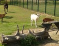 Wohnmobilstellplatz: Tiergehege / Streichelzoo, zum streicheln der Tiere sind extra große Öffnungen in den Zaun geschnitten worden. - Freizeitpark Klaukenhof