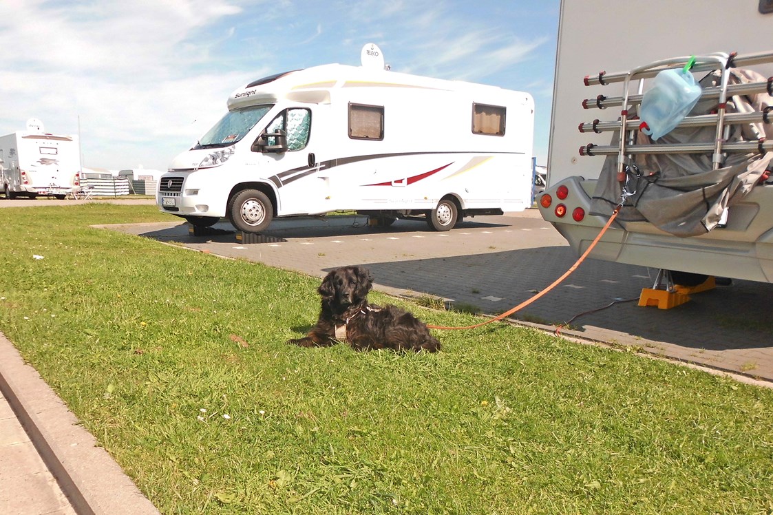 Wohnmobilstellplatz: Hunde sind auf dem Wohnmobilstellplatz in Harlesiel herzlich Willkommen! - Wohnmobilstellplatz am Campingplatz Harlesiel