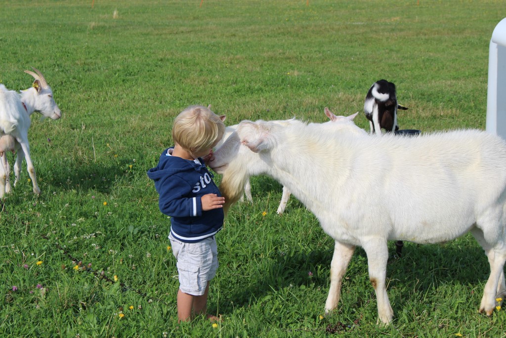 Place de parking pour camping-car - Nógrád - Farm & Camping Lazy