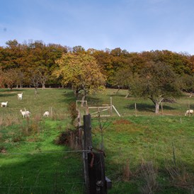 Wohnmobilstellplatz: Der herbstliche Ausblick auf die kleine Schaf- und Ziegenherde auf der Streuobstwiese. Im Hintergrund eine Kernzone des Biosphärenpark Wienerwald - Hof Karakul