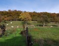 Wohnmobilstellplatz: Der herbstliche Ausblick auf die kleine Schaf- und Ziegenherde auf der Streuobstwiese. Im Hintergrund eine Kernzone des Biosphärenpark Wienerwald - Hof Karakul
